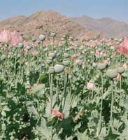 A poppy field in India. 